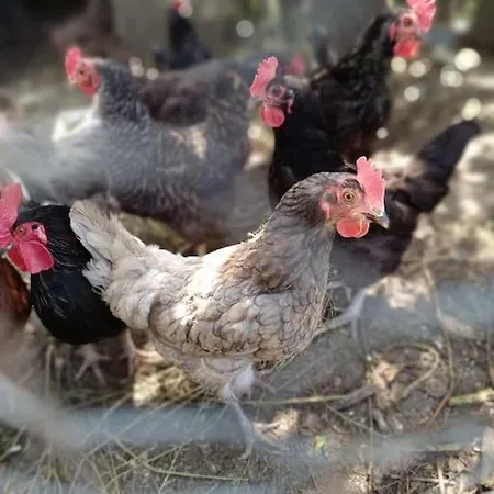 Tatil Evi Casa Do Forno Barreiro (Vila Real)