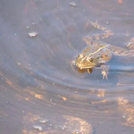 Tatil Evi Casa Do Forno