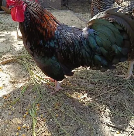 Casa Do Forno Tatil Evi *