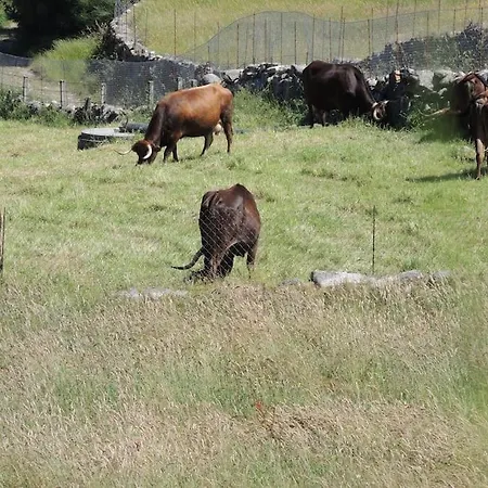 Casa Do Forno Tatil Evi Barreiro (Vila Real)