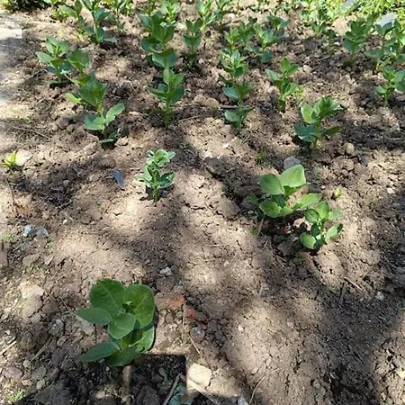 Tatil Evi Casa Do Forno Barreiro (Vila Real)