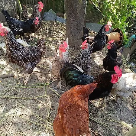 Tatil Evi Casa Do Forno Barreiro (Vila Real)