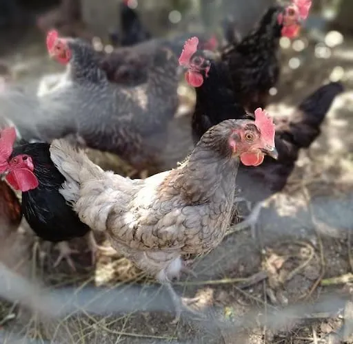 Tatil Evi Casa Do Forno Barreiro (Vila Real)