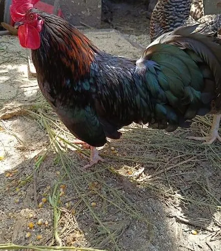 Casa Do Forno Tatil Evi *