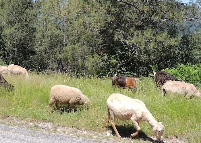 Casa Do Forno Barreiro (Vila Real)