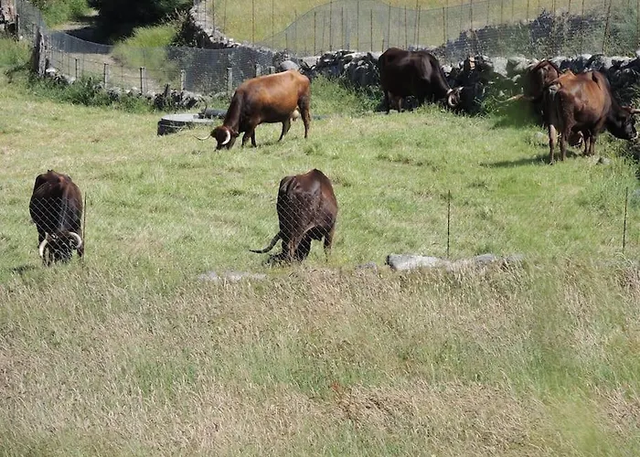Casa Do Forno Tatil Evi Barreiro (Vila Real)