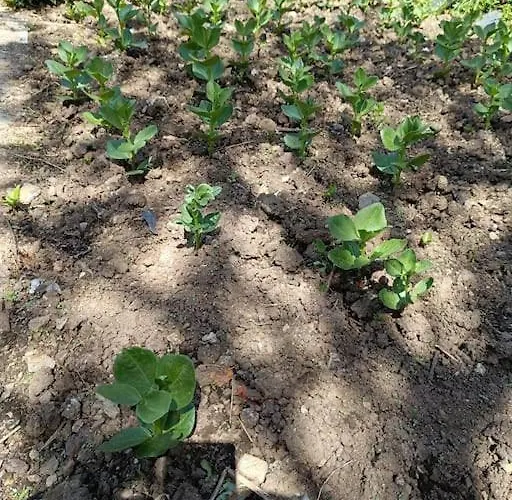 Tatil Evi Casa Do Forno Barreiro (Vila Real)