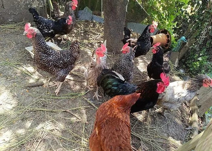 Tatil Evi Casa Do Forno Barreiro (Vila Real)